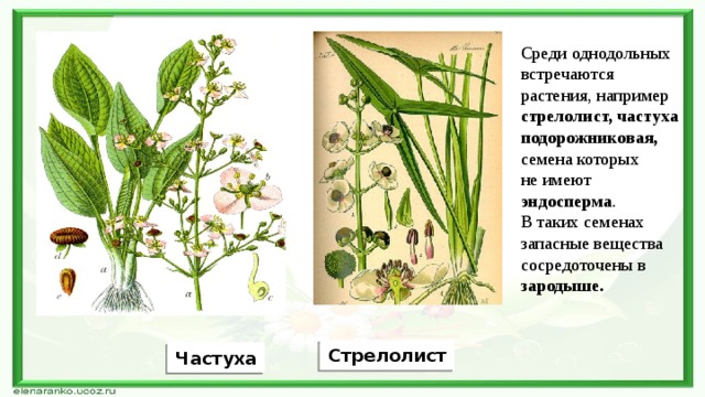 Среди однодольных встречаются растения, например стрелолист, частуха подорожниковая, семена которых не имеют эндосперма . В таких семенах запасные вещества сосредоточены в зародыше. Стрелолист Частуха 