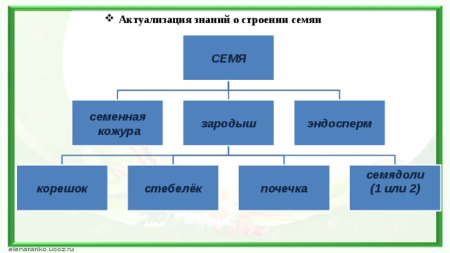 Структура класса c. Актуализация знаний по теме строение семян.