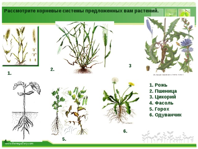 Корневые растения названия. Растения с разными корневыми системами. Растения с разными типами корневых систем. Определите Тип корневой системы. Трава с разной корневой системой.