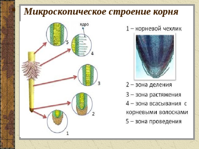 Наталья рассмотрела строение молодого корня фасоли под микроскопом и сделала рисунок 2