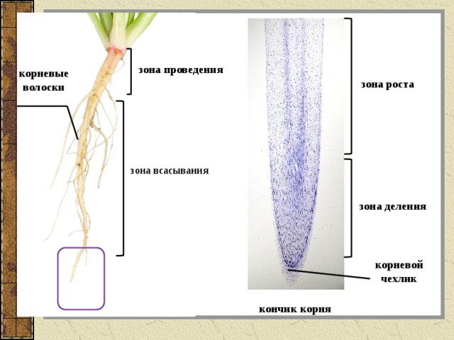 Строение молодого корня фасоли под микроскопом. Корневой чехлик это в биологии 6 класс. Зоны деления корня корневой чехлик. Строение корневого чехлика. Корневой чехлик зона роста зона всасывания зона проведения.