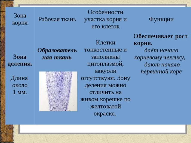 Зона деления. Зоны участки корня 6 класс биология. Зона деления корня функции. Характеристика зоны деления корня. Зона деления ткань и функции.