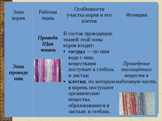 Особенности строения зоны деления