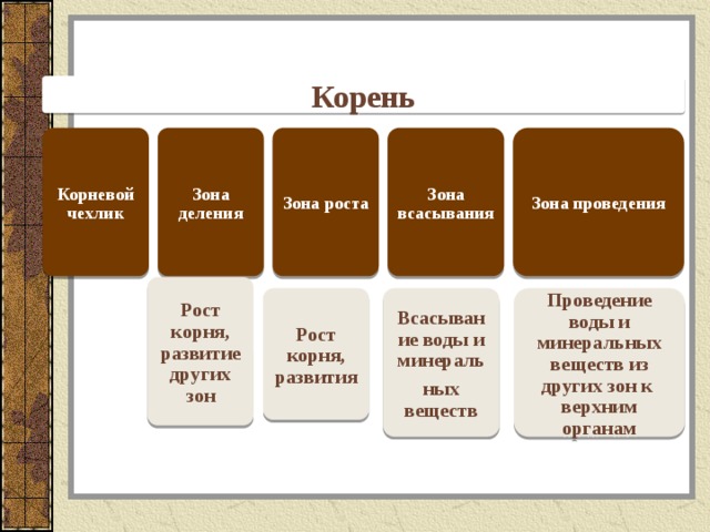 Рост корня. Функции зоны деления биология 6 класс. Конспект зоны корня по биологии 6 класс. Рост корня осуществляется.