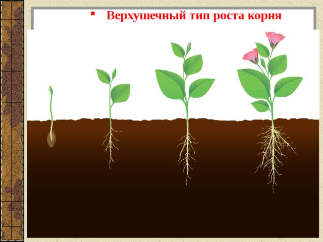 Процессы роста корня. Верхушечный рост растений. Верхушечный Тип роста растения. Рост корня 6 класс. Верхушечный рост корня.