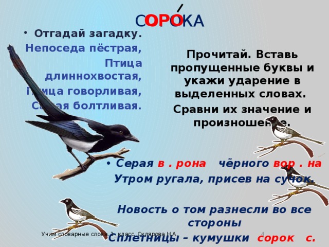 ОРО с о рока Отгадай загадку. Непоседа пёстрая, Птица длиннохвостая, Птица говорливая, Самая болтливая. Прочитай. Вставь пропущенные буквы и укажи ударение в выделенных словах. Сравни их значение и произношение.                   Серая в . рона  чёрного вор . на Утром ругала, присев на сучок.  Новость о том разнесли во все стороны Сплетницы – кумушки сорок с. рок .                            Учим словарные слова. 1 класс. Склярова Н.А.  