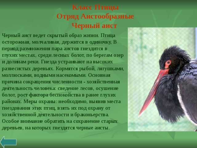 ПРЕЗЕНТАЦИЯ " Красная Книга"