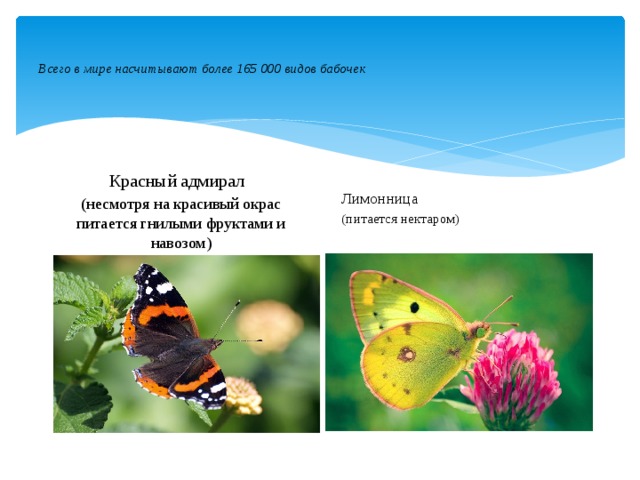   Всего в мире насчитывают более 165 000 видов бабочек    Лимонница (питается нектаром) Красный адмирал (несмотря на красивый окрас питается гнилыми фруктами и навозом) 