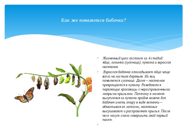 Как же появляется бабочка? Жизненный цикл состоит из 4 стадий: яйцо, личинка (гусеница), куколка и взрослое насекомое.   Взрослая бабочка откладывает яйца чаще всего на листьях деревьев. Из яиц появляется гусеница. Далее – насекомое превращается в куколку. Рождаются порхающие красавицы с нерасправленными мокрыми крыльями. Поэтому в момент вылупления из куколки крайне важно для бабочек иметь опору в виде веточки – обхватывая ее лапками, насекомые высушивают и расправляют крылья. После чего могут смело совершить свой первый полет.   