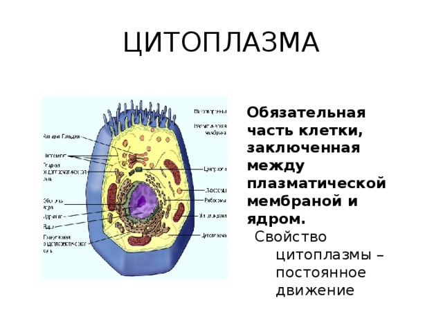 Цитоплазма в животной клетке. Клетка животного ядро цитоплазма мембрана гиалоплазма. Клетка животного ядро цитоплазма мембрана гиалоплазма схема. Строение цитоплазмы животной клетки. Цитоплазма эукариотической клетки.