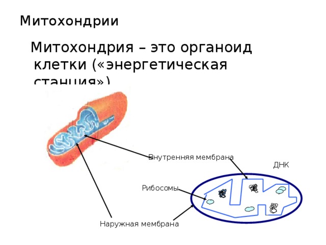 Митохондрии  Митохондрия – это органоид клетки («энергетическая станция») Внутренняя мембрана ДНК Рибосомы Наружная мембрана