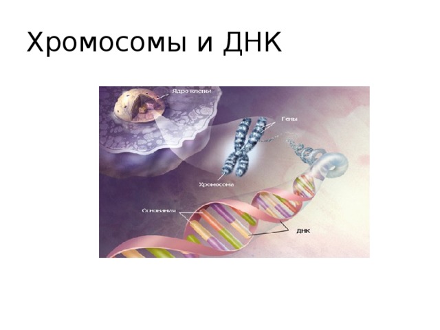 Хромосомы и ДНК