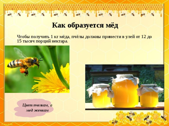 Сколько делать мед. Как появляется мед. Как образуется мед. Интересный материал про мед. Как пчёлы делают мёд для детей.