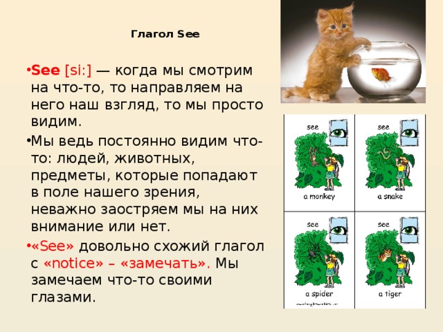 Что означает see saw seen. Когда пишется see а когда sees. See или sees правило. Глагол see. Глагол видеть see.