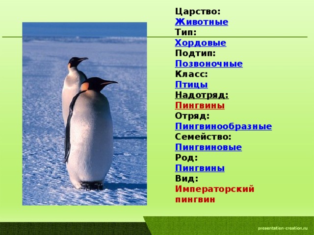 Какой тип развития характерен для субантарктического пингвина. Классификация пингвина. Систематика пингвина. Пингвины царство Тип класс отряд вид. Классификация животных Пингвин.