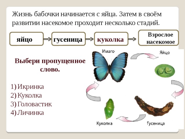 Какое слово пропущено яйцо личинка куколка. Яйцо личинка бабочка. Этапы развития бабочки яйцо. Яйцо личинка бабочка стадия развития. Этапы развития бабочки начиная с яйца.