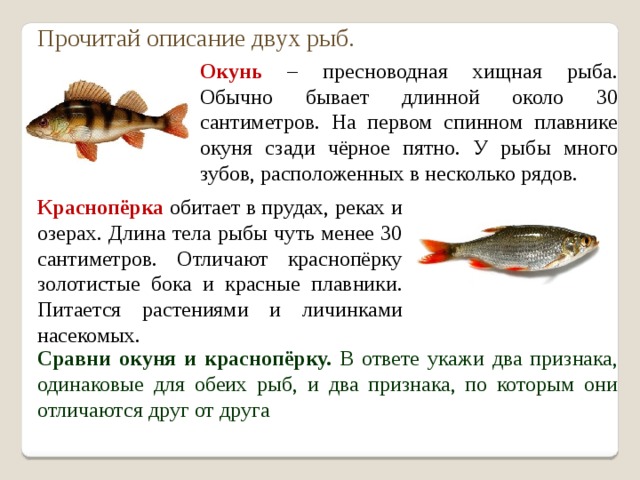 Сравнения рыб. Окунь описание рыбы. Прочитай описание двух рыб. Сравни окуня и красноперку. Описания двух рыб окунь и красноперка.