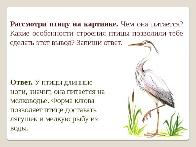 Рассмотрим птицы. Особенности строения Цапли. Цапля чем питается особенности строения. Какие особенности строения Цапли, чем она питается. Рассмотри птицу на рисунке чем она питается.