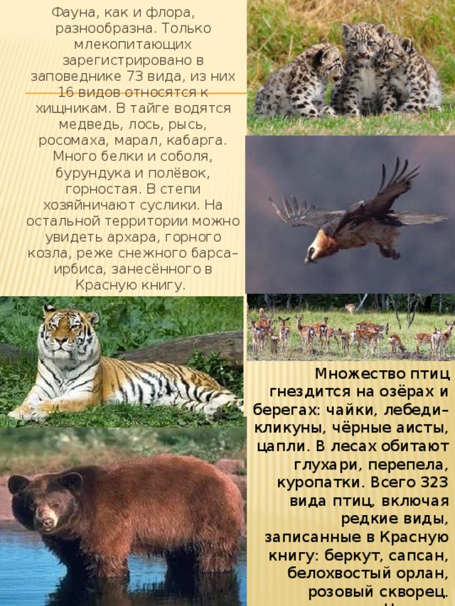 Фауна, как и флора, разнообразна. Только млекопитающих зарегистрировано в заповеднике 73 вида, из них 16 видов относятся к хищникам. В тайге водятся медведь, лось, рысь, росомаха, марал, кабарга. Много белки и соболя, бурундука и полёвок, горностая. В степи хозяйничают суслики. На остальной территории можно увидеть архара, горного козла, реже снежного барса–ирбиса, занесённого в Красную книгу. Множество птиц гнездится на озёрах и берегах: чайки, лебеди–кликуны, чёрные аисты, цапли. В лесах обитают глухари, перепела, куропатки. Всего 323 вида птиц, включая редкие виды, записанные в Красную книгу: беркут, сапсан, белохвостый орлан, розовый скворец. Царство беспозвоночных особенно разнообразно: 15 тысяч видов. 