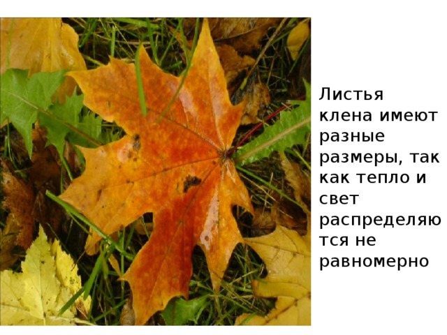 Листья клена имеют разные размеры, так как тепло и свет распределяются не равномерно 