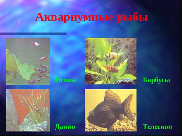 Аквариумные рыбы Неоны Барбусы Данио Телескоп
