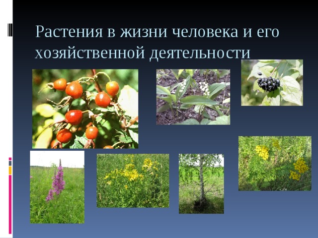 Презентация к уроку "Голосеменные"