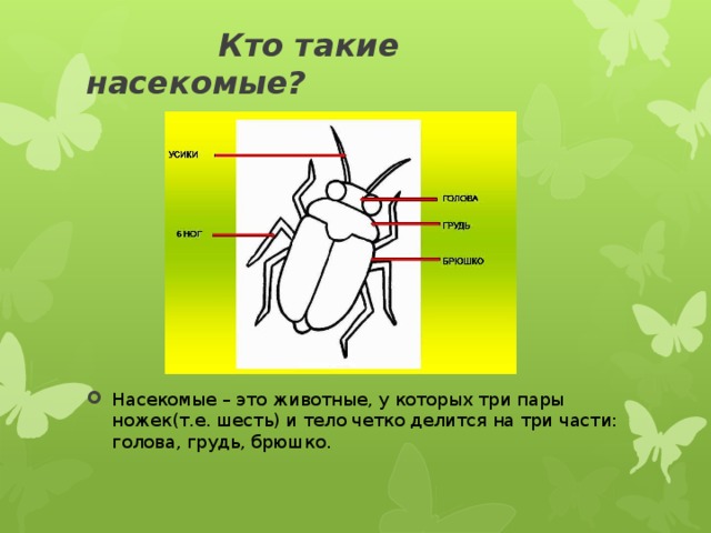 Кто такие насекомые