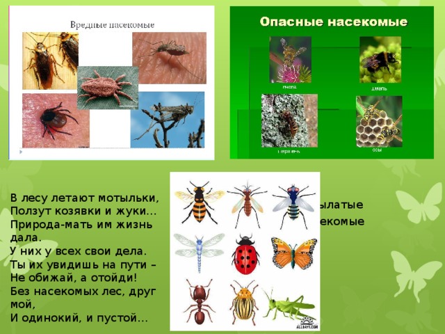 Проект окружающий мир насекомые