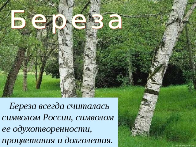  Береза всегда считалась символом России, символом ее одухотворенности, процветания и долголетия.  