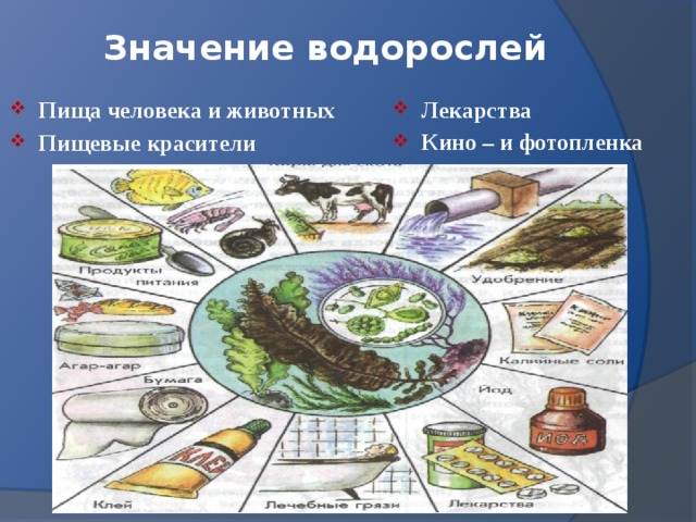 Значение водорослей в природе и жизни. Значение водорослей. Значение водорослей для животных. Значение водорослей в жизни человека рекламный плакат. Закончите схему значение водорослей.