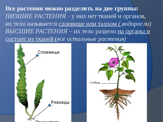 Тела растений имеет строение