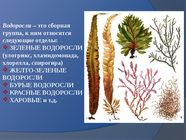 Зеленым водорослям относят. Харовые водоросли Хара. Харовые водоросли представители. К бурым водрподсям ртносят. Харовые водоросли это бурые.