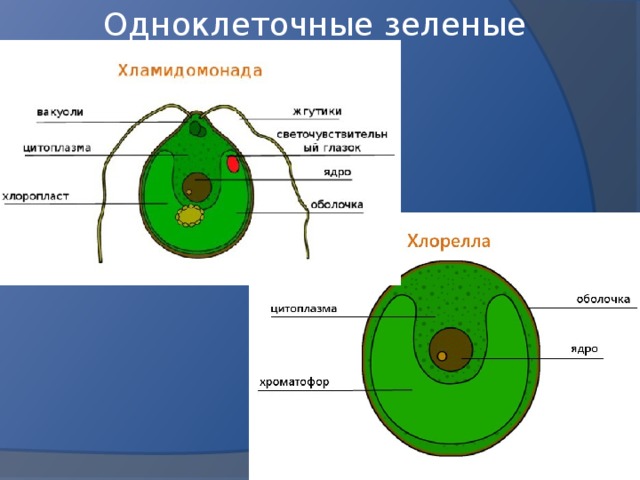 Одноклеточные зеленые водоросли 