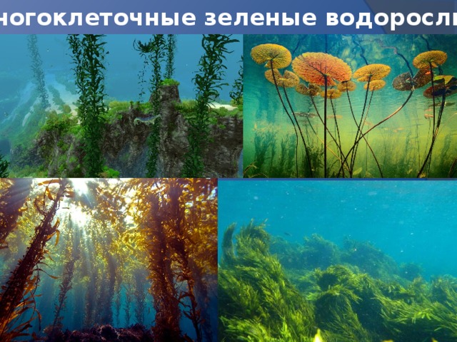 Многоклеточные зеленые водоросли 