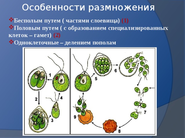 Особенности размножения Бесполым путем ( частями слоевища) (1) Половым путем ( с образованием специализированных клеток – гамет) (2) Одноклеточные – делением пополам  