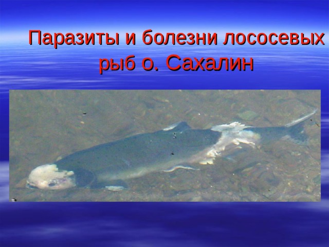 Паразиты и болезни лососевых рыб о. Сахалин 