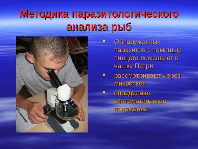 Методика паразитологического анализа рыб Обнаруженных паразитов с помощью пинцета помещают в чашку Петри. рассмотривают через микроскоп определяют систематическое положение 