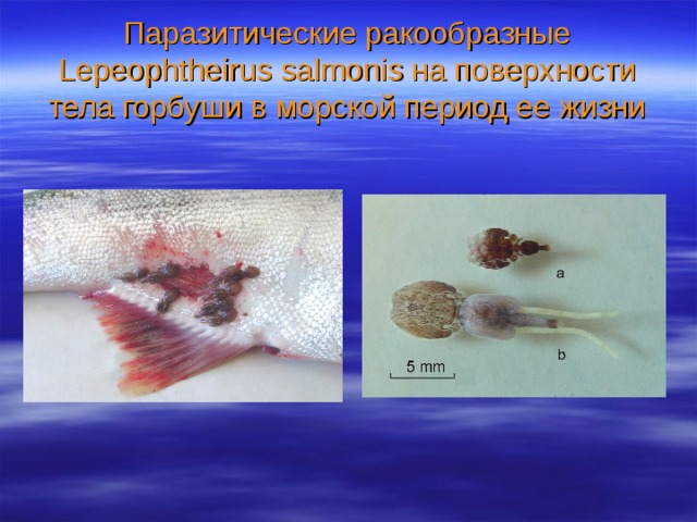 Паразитические ракообразные Lepeophtheirus salmonis на поверхности тела горбуши в морской период ее жизни 