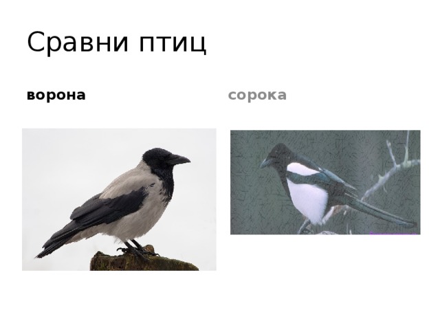 Сравнение птиц 3 класс. Сравнение сороки и вороны. Сорока-ворона. Сравнить ворону и сороку. Сравнение птиц.