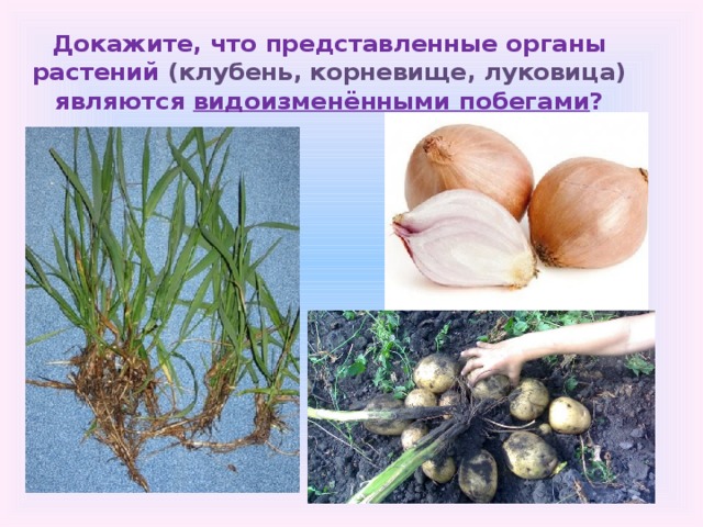 Докажите, что представленные органы растений (клубень, корневище, луковица) являются видоизменёнными побегами ?   