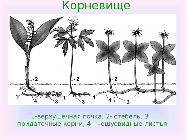 Корневище 1-верхушечная почка, 2- стебель, 3 – придаточные корни, 4 - чешуевидные листья 