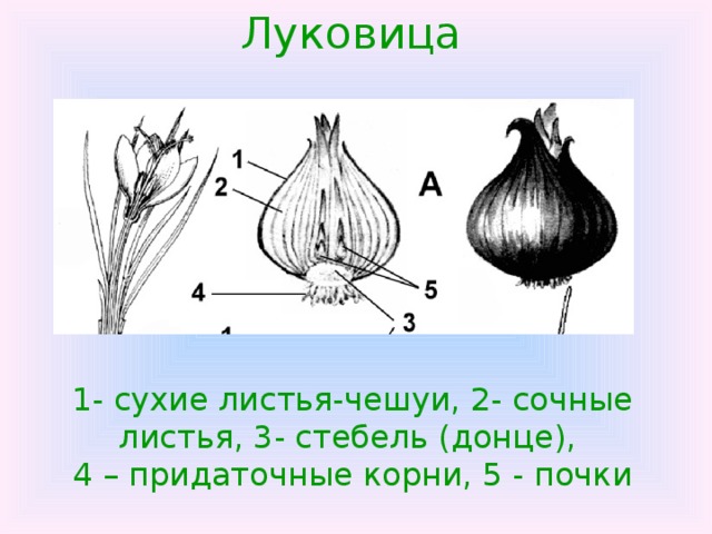 Луковица 1- сухие листья-чешуи, 2- сочные листья, 3- стебель (донце),  4 – придаточные корни, 5 - почки 