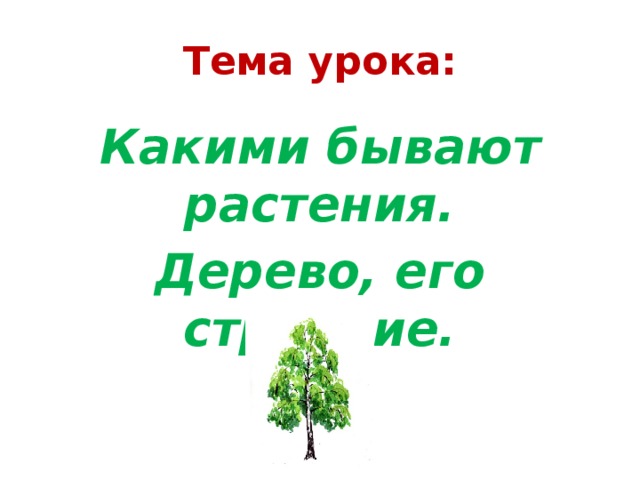 Тема урока: Какими бывают растения. Дерево, его строение.