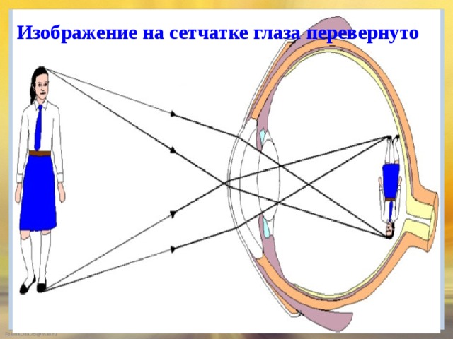 Каким получается изображение на сетчатке глаза. Перевернутое изображение на сетчатке. Изображение на сетчатке глаза. Перевернутое изображение на сетчатке глаза. Формирование изображения на сетчатке.