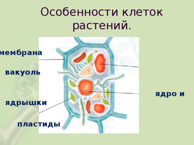 Особенности клеток растений.  мембрана  вакуоль   ядро и ядрышки   пластиды 