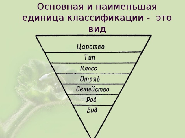 Основная и наименьшая единица классификации - это вид 