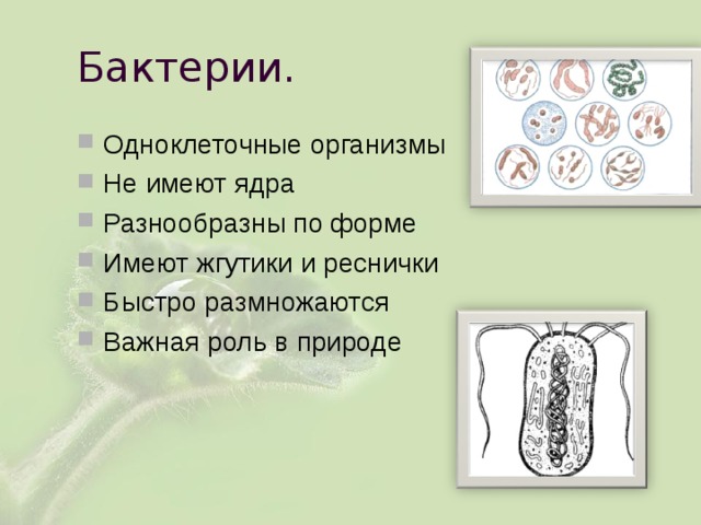 Бактерии. Одноклеточные организмы Не имеют ядра Разнообразны по форме Имеют жгутики и реснички Быстро размножаются Важная роль в природе 
