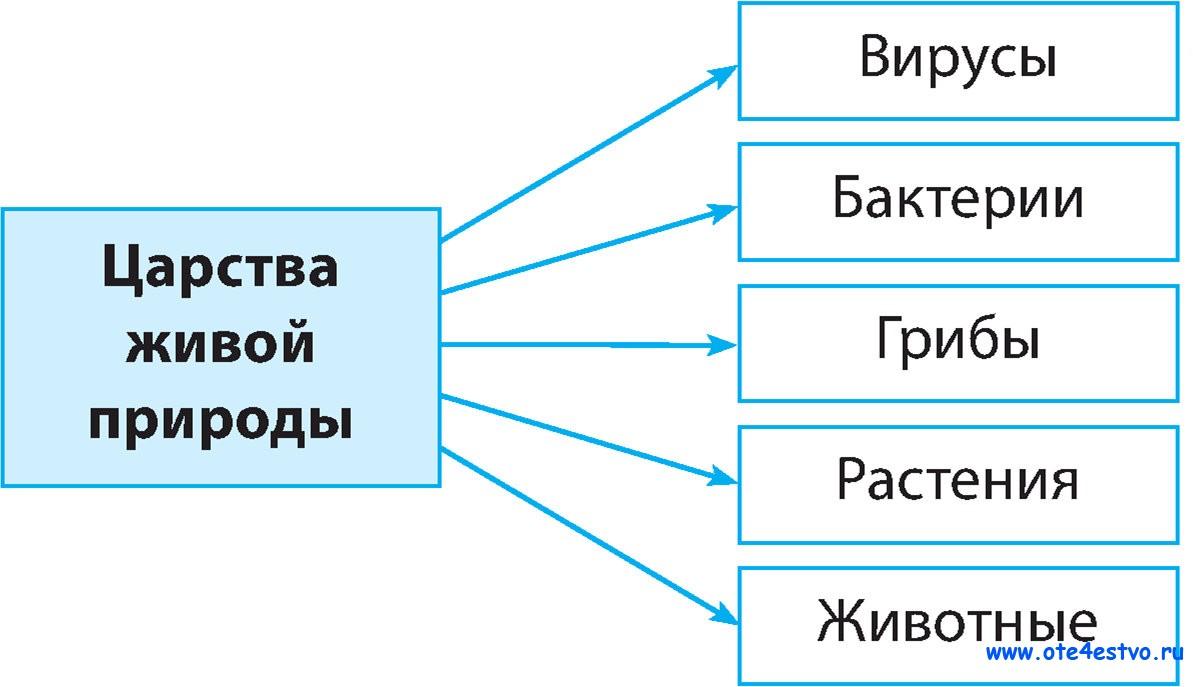 Какие царства вам известны. Царства живой природы схема. Царства живой природы и их представители. Животные растения грибы бактерии вирусы. Заполни схему царства живой природы.