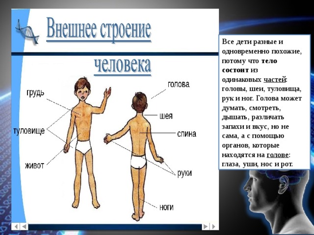 Строение человека для дошкольников презентация