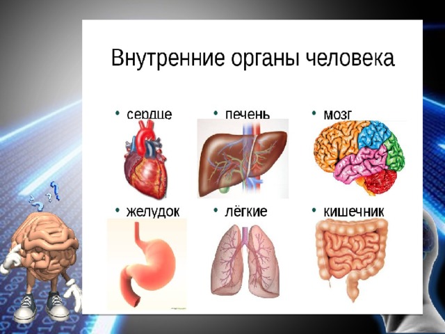 Презентация как устроен человек для детей старшей группы